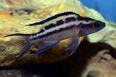 Neolamprologus buescheri (lac Tanganyika)