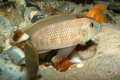 Lamprologus callipterus (lac Tanganyika)