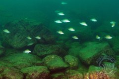 Neolaprologus caudopunctatus (lac Tanganyika)