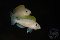 Neolamprologus caudopunctatus (lac Tanganyika)
