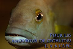 Neolamproloigus cunningtoni (lac Tanganyika)
