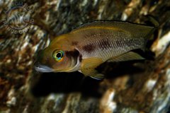 Neolamprologus furcifer (lac Tanganyika)