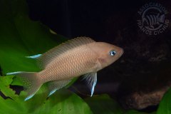 Neolamprologus marunguensis (lac Tanganyika)
