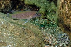 Neolamprologus modestus (lac Tanganyika)