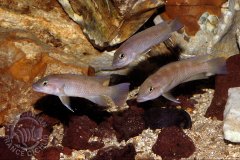 Neolamprologus mondabu (lac Tanganyika)