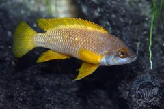Neolamprologus mustax (lac Tanganyika)