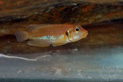 Neolamprologus ocellatus (lac Tanganyika)