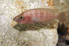 Neolamprologus prochilus (lac Tanganyika)