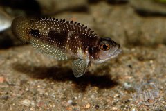 Neolamprologus stappersi (lac Tanganyika)