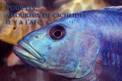 Nimbochromis fuscotaeniatus (lac Malawi)