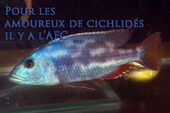 Nimbochromis fuscotaeniatus (lac Malawi)