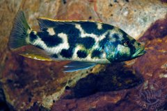 Nimbochromis livingstoni (lac Malawi)