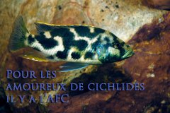 Nimbochromis livingstonii (lac Malawi)