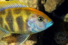 Nimbochromis venustus (lac Malawi)