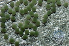 oeufs-n-furcifer-afc