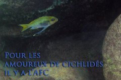 Ophthalmotilapia ventralis (lac Tanganyika)