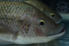 Oreochromis mossanbicus (fluviatile fricain)