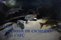 Oreochromis tanganicae (lac Tanganyika)