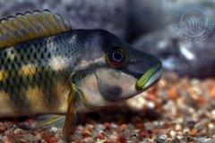 Ortochromis stormsi (fluviatile africain)