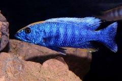 Otopharynx lithobathes (lac Malawi)