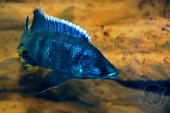 Otopharynx walteri (lac Malawi)