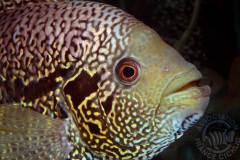 Parachromis dovii (Amérique centrale)