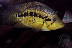 Parachromis dovii (Amérique centrale)