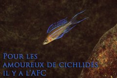 Paracyprichromis nigripinnis (lac Tanganyika)