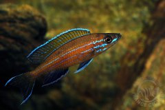 Paracyprichromis nigripinnis (lac Tanganyika)