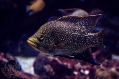 Paratilapia polleni (Madagascar)