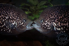 Paratilapia sp. "Andapa" (Madagascar)