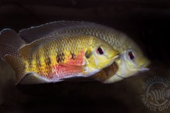 Pelmatolapia mariae (fluviatile africain)