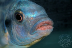 Petrotilapia sp. chitimba (lac malawi)
