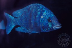 Placidochromis phenochilus "Tanzania" (lac Malawi)