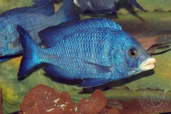 Placidochromis phenochilus "Mdoka" (lac Malawi)