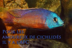 Protomelas taeniolatus (lac malawi)