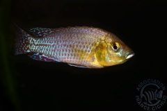 Pseudocrenilabrus nicholsi (fluviatile africain)