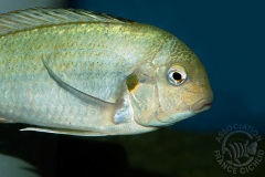 Pseudosimochromis curvifrons (lac Tanganyika)