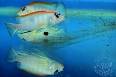 Pseudotropheus perspicax (lac Malawi)