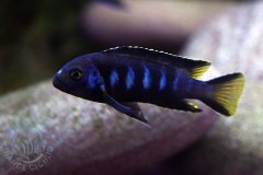 Pseudotropheus elongatus (lac Malawi)