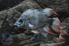 Ptychochromis insolitus (Madagascar)