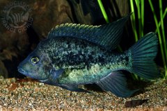 Ptychochromis mainti (Madagascar)