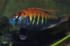 Pundamillia nyererei (lac Victoria)