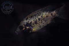 Pungu maclareni (lac Barombi Mbo)