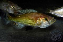 Pyxichromis orthostoma (lac Victoria)