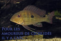 Satanoperca dicrososter (Amérique du sud)