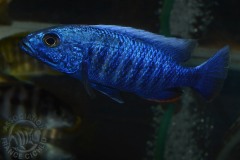 Sciaenochromis fryeri (lac malawi)
