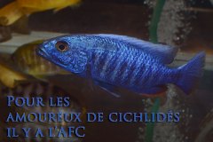 Sciaenochromis fryeri (lac Malawi)