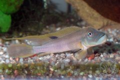 Steatocranus tinanti (fluviatile africain)