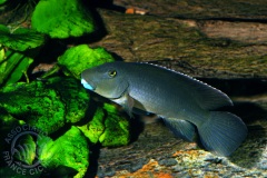 Steatocranus irvinei (fluviatile africain)